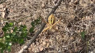 Female Yellow Garden Spider at the top of Kenneth Hahn Park, Los Angeles, CA