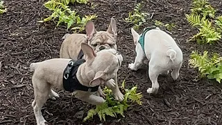 FRENCH BULLDOGS READY FOR ADOPTION 3-22-24 8046178759 RVA AND BEYOND