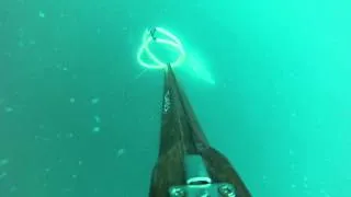 Spearfishing Gabon - Cuda Perfect Shot