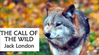 THE CALL OF THE WILD by Jack London - FULL Audiobook (Chapter 6)