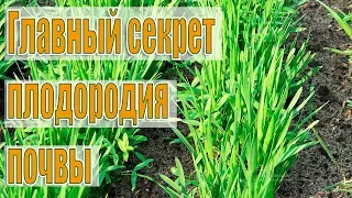 Проще не бывает!Как Улучшить ПЛОДОРОДИЕ и СТРУКТУРУ ПОЧВЫ без Навоза и Удобрений!