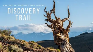 Discovery Trail in the Ancient Bristlecone Pine Forest off Highway 395