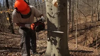 Hinge Cutting and Girdling Trees to Improve Your Habitat - The Management Advantage