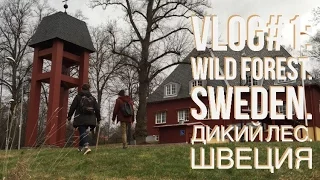 VLOG#1: Wild forest. Sweden. Дикий лес. Швеция. //  Swedish Pie TV // ШВЕДСКИЙ ПИРОГ ТВ