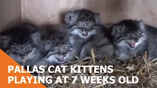 Pallas Cat Kittens Playing At 7 weeks old