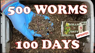 Compost Worm Bin After 100 Days + Early Checkin of Food Scraps vs Dry Oats |  Vermicompost Worm Farm