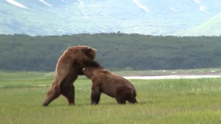 Battle Of The Giant Alaskan Grizzlies, grizzly vs grizzly, alaska