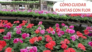 Cómo cuidar las plantas de flor: Gerberas, Ciclamen, Prímulas, Geranios y más | Candy Bu