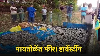 Maitole-Curtorim Farmers Find Sustenance in Fish Harvesting from Comunidade Dam || GOA365 TV