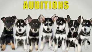 My Puppies will Audition to be my Next Dog!