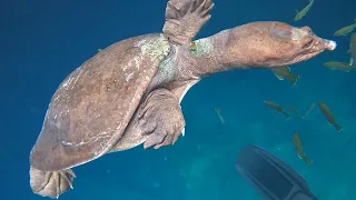 Kaitlyns 1st dive.(NAUI) Instructor Ashley King, Virgil the Turtle at Blue Grotto  Williston FL. pt1