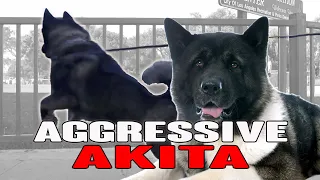 Aggressive Akita DOG at the Park Learns to Behave