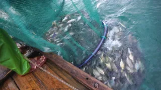 阿兴台风后收大网，一次就拉起两三百斤鱼，网都快被撑爆了