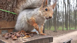 Незнакомая молодая белка и Копия в конце / An unfamiliar young squirrel and Copy at the end