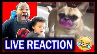 Try Not To Laugh Challenge Funny Cat and Dog Vines 2019