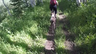 Summer Staycation Biking Ripple Creek Pass Colorado