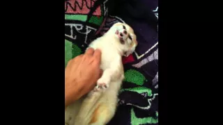 Foxy friday belly rubs