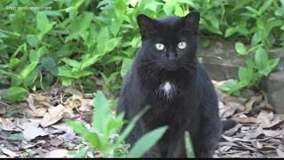 Police investigating community cats shot and killed in Duval County