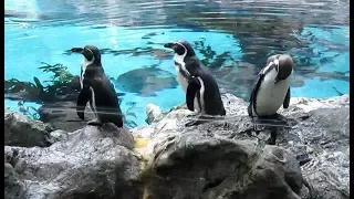 Pingwiny (Loro Park na Teneryfie)