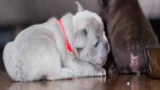 French Bulldog Puppies - 4 weeks