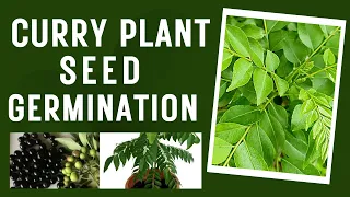 || Curry seeds Germination || Success full Germination Method ||