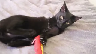 How A 3 Leg Cat Plays!
