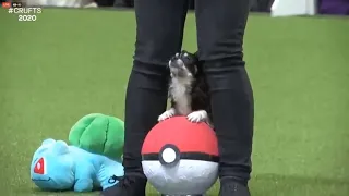 Sophie Chihuahua - Pokémon Freestyle HTM Crufts
