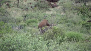 Mating Rhino - Pilanesberg