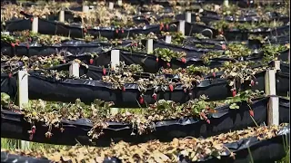 Fresas en sistema hidropónico  - La Finca de Hoy