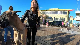 Cash 2.0 Great Dane another walk on the Santa Monica Pier