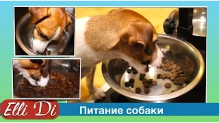 A puppy or dog will not eat dry food? Nutrition puppy with Elli Di. Dry food for dogs.