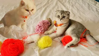 Lusy's Yarn Adventure #kitten #cats