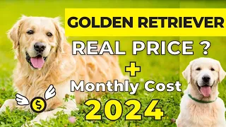 Golden Retriever Dog Price In India 2024 | Price of Golden Retriever and Monthly Expenses