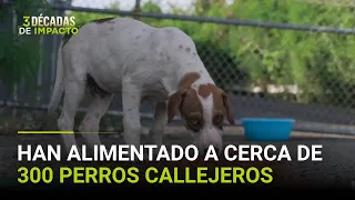 "No los vamos a dejar sin comer": pareja hispana ayuda a cientos de perros callejeros
