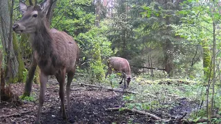 Przyroda z ukrycia, odc.18: Zmiana sukni na letnią.