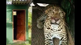 Leopard and dog stuck in the toilet at the same time