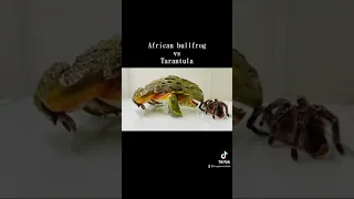 African bullfrog vs  Tarantula