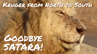 Kruger in Spring North to South | Goodbye  SATARA | Ep8 | Sept 2023 | Casper the  white Lion