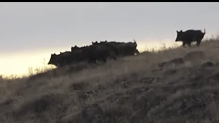 Doğu Anadolu'da harika bir domuz avı / A great wild boar hunt in Eastern Anatolia