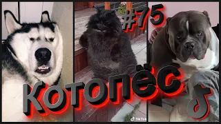 Смешные собаки и котики тик ток #075 Котопёс Приколы 2021, смешные видео, лучшие приколы 2021.