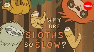 Why are sloths so slow? - Kenny Coogan