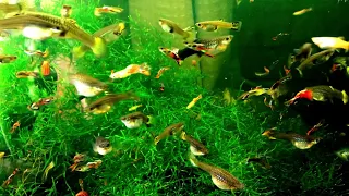 Explosion of Colors - Mutt Guppy Colony #aquarium #guppy #javamoss #freshwater #relaxing