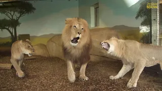 De l'action chez les lions !