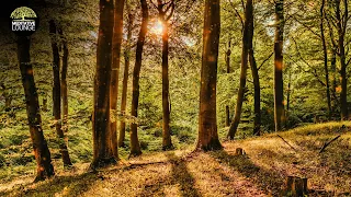 relaxation music piano | nature forest sounds birds | music to relax | meditation yoga