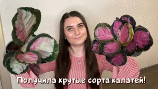 Получила крутые новинки калатей! Распаковка!