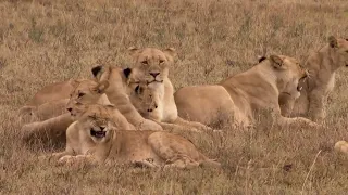 Rhino Poachers Eaten Alive By Pride Of Lions In South African Game Reserve