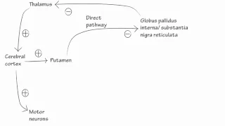 Basal Ganglia - Draw it to Know it, Neuroanatomy