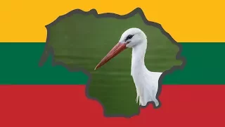 Lietuvos paukščiai: gandriniai 🦢🎵