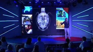 Sea Turtle Survival and Conservation | Amber Kuehn | TEDxHiltonHead