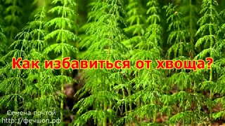 Как избавиться от хвоща?